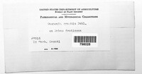 Gnomonia graphis image